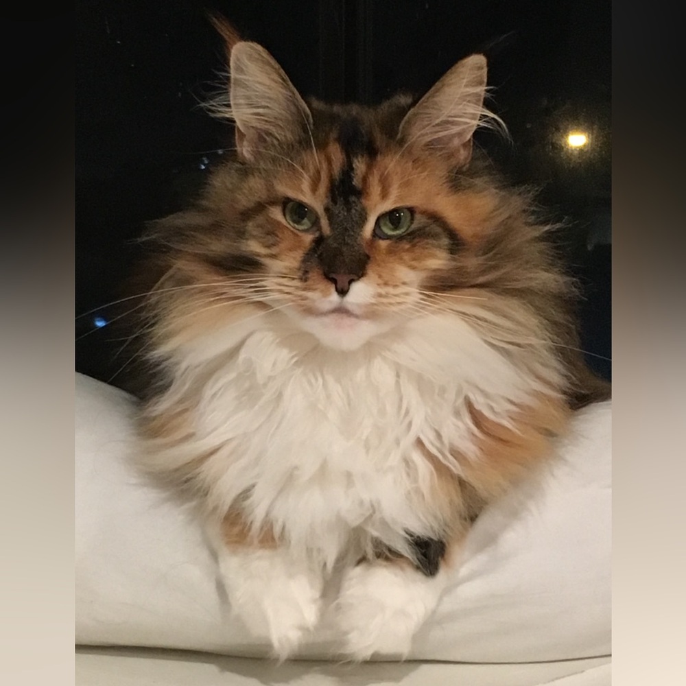 Meet your Posher, Violet